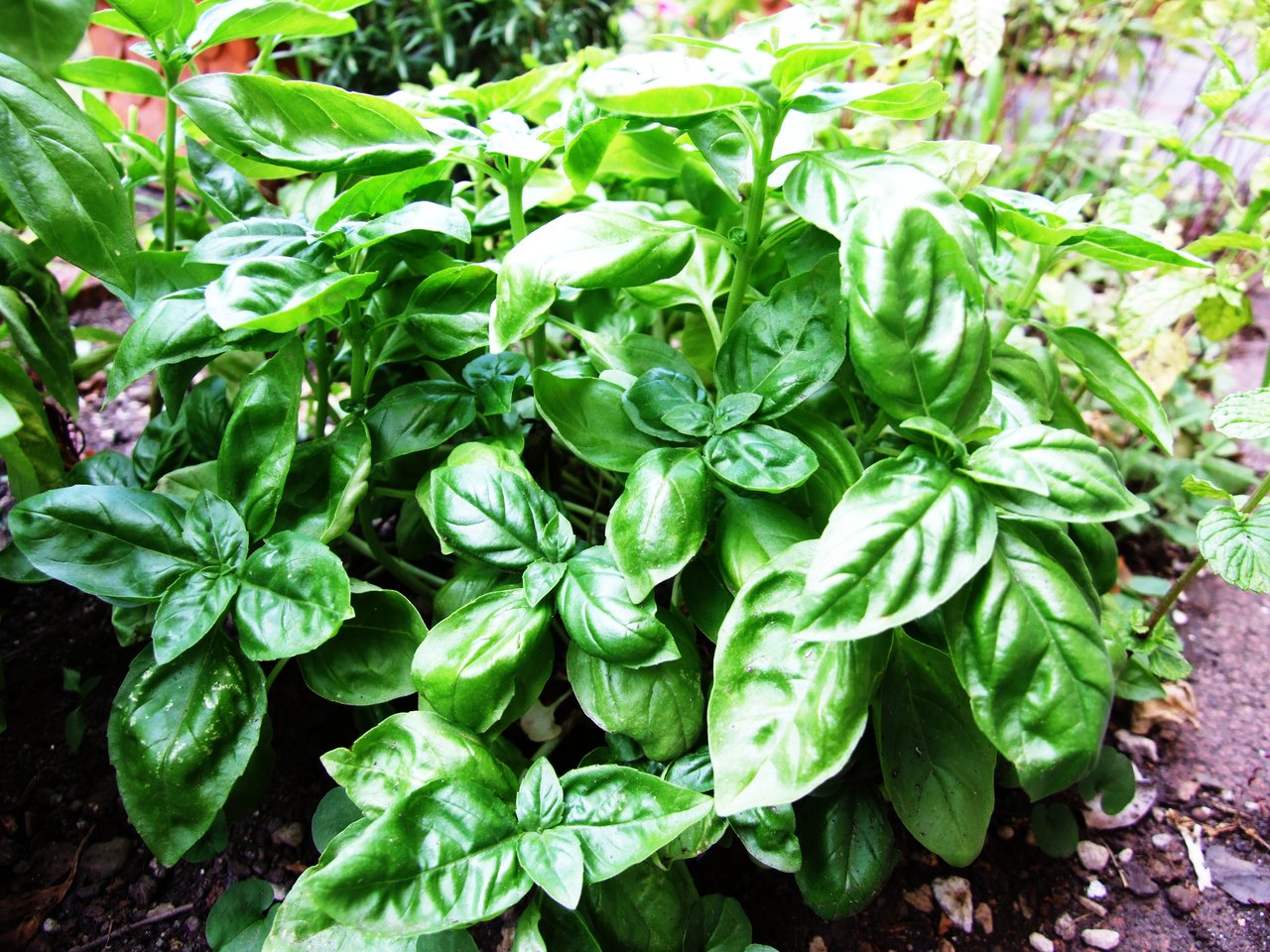 Basilic (Ocimum basilicum) en pot, aromatique gélive à repiquer après les Saints de glace