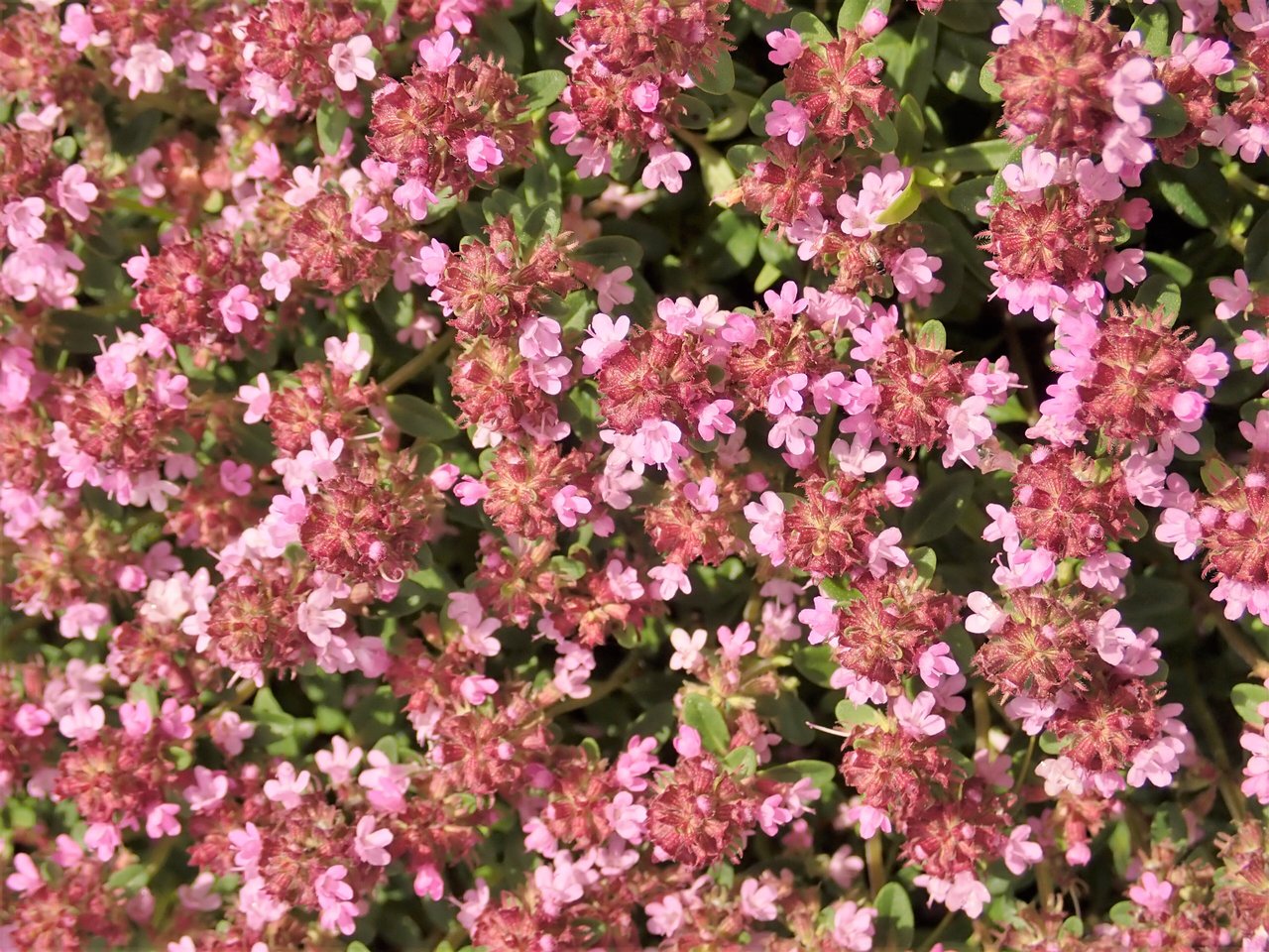 Kvitnúci ružový koberec materinej dúšky (Thymus serpyllum) na slnečnom suchom stanovišti ako náhrada trávnika