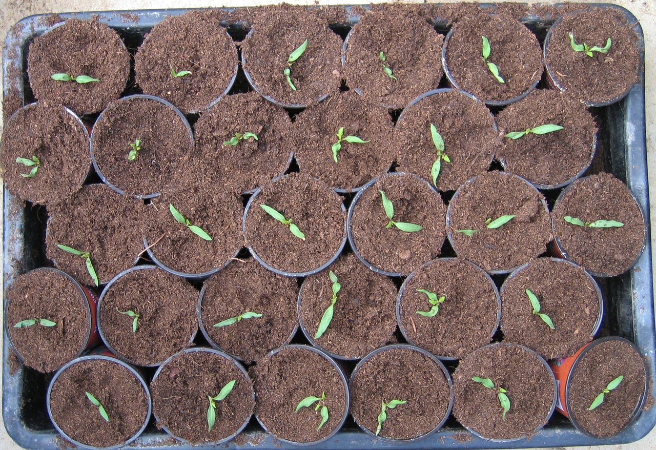 Plateau de godets vus de dessus après repiquage, une seule plantule de tomate par godet, plants dénombrables un à un