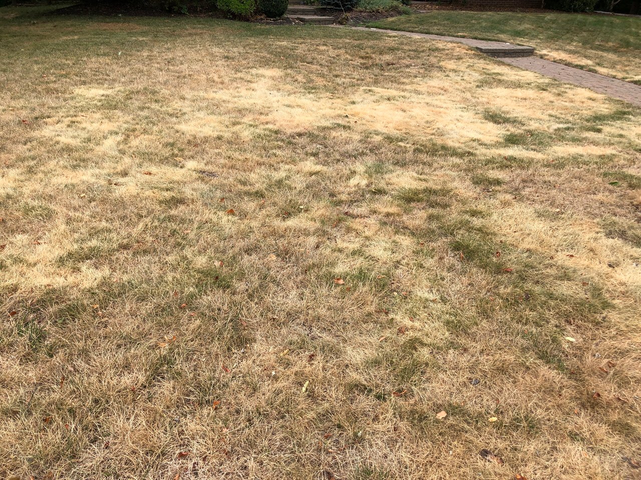 Pelouse entièrement jaunie après plusieurs semaines chaudes et sèches, réduite à un paillasson clair où ne subsistent que quelques touffes vertes le long de l'allée pavée