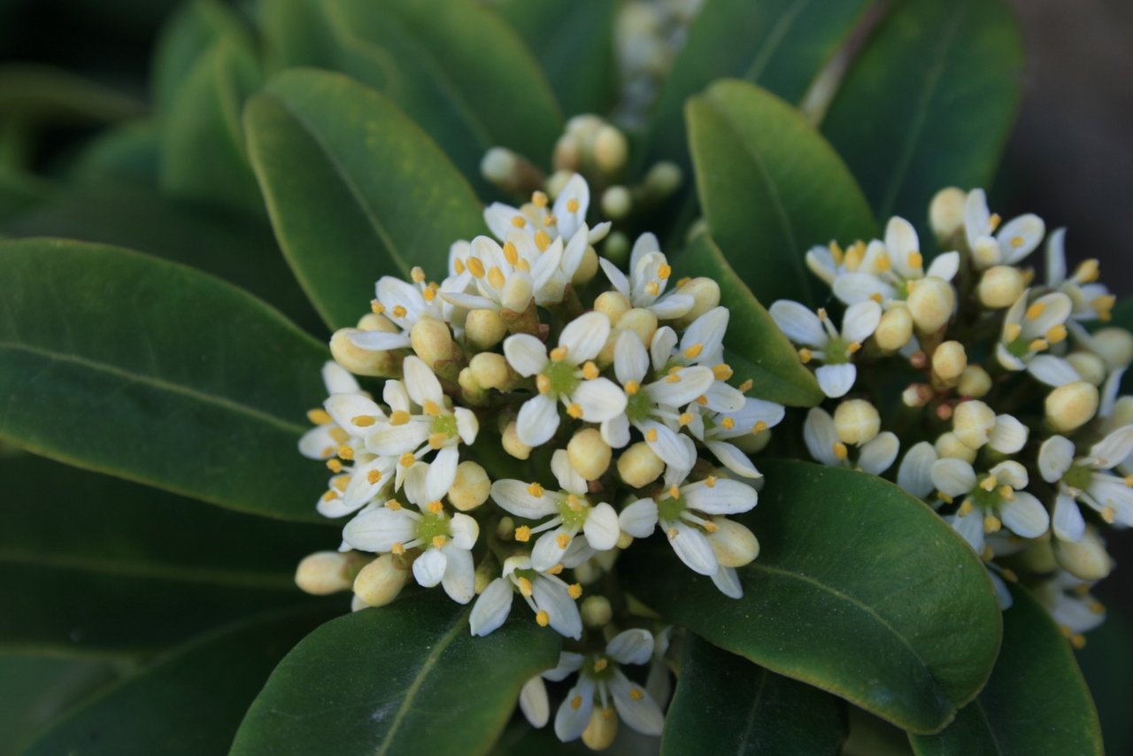Boutons rouges et fleurs blanches de skimmia sur feuillage vernissé