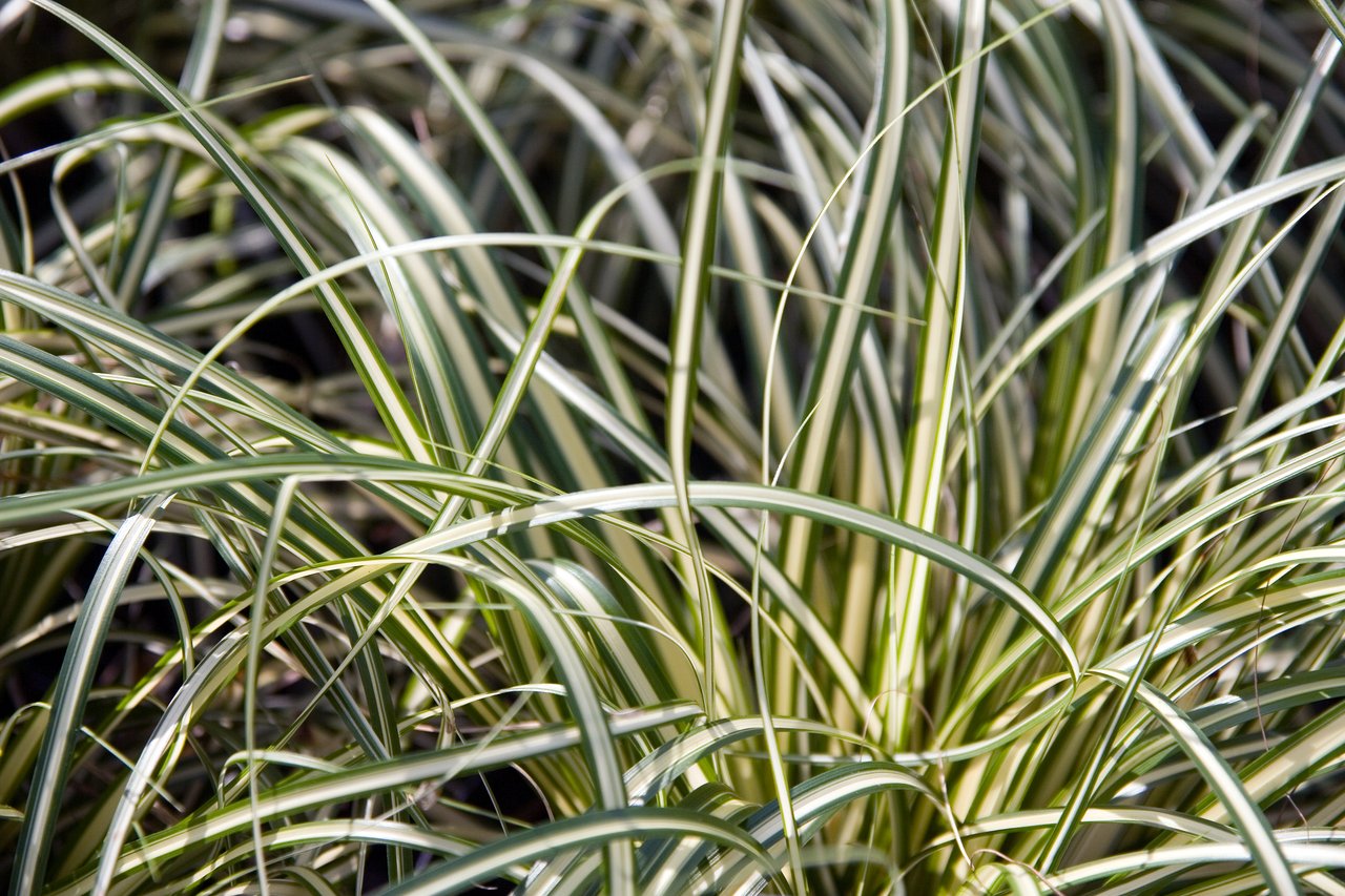Touffe retombante de laîche au feuillage panaché vert et crème
