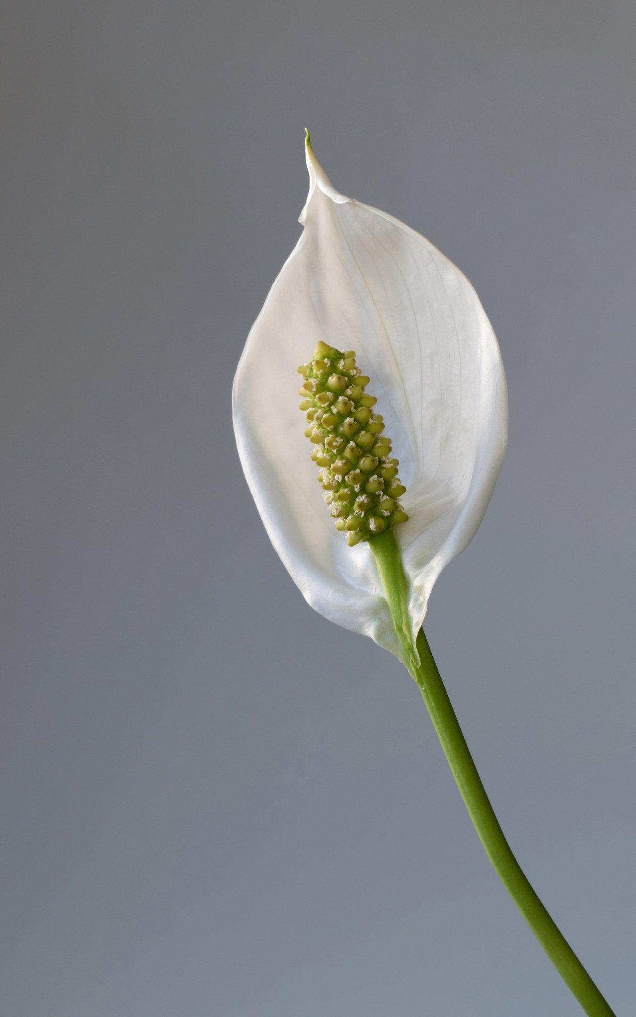 Spathe blanche et feuillage sombre d'un lys de la paix