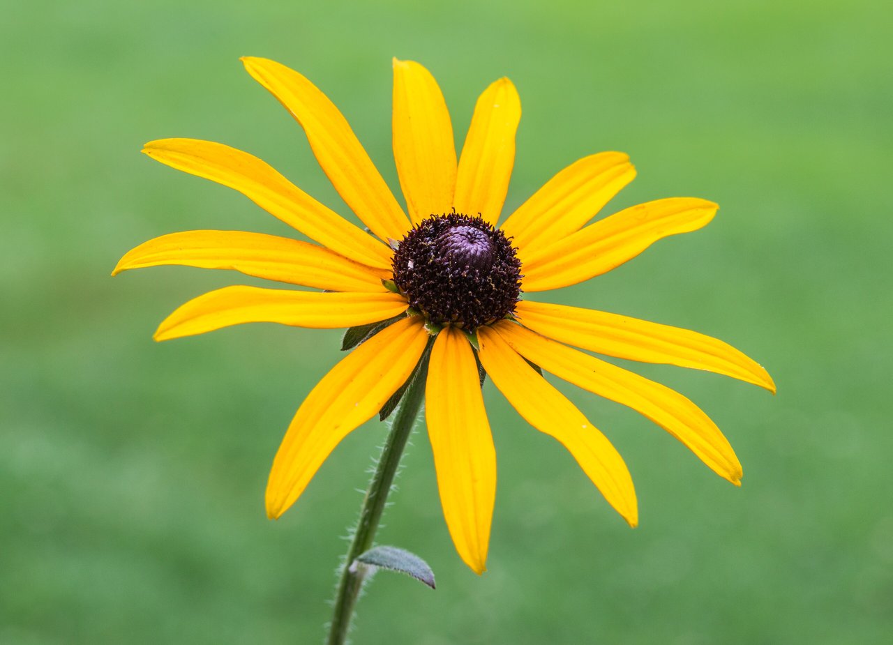 Fleurs jaunes à cœur sombre de rudbeckia en massif ensoleillé