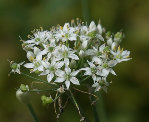 Trs pažitky česnekové Allium tuberosum s bílými květy v okolíku