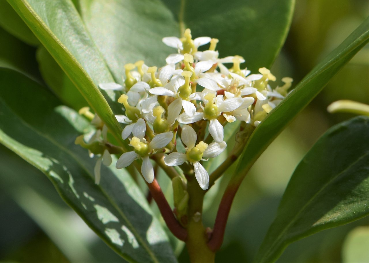 Boutons rouges et feuillage lustré de skimmia du Japon