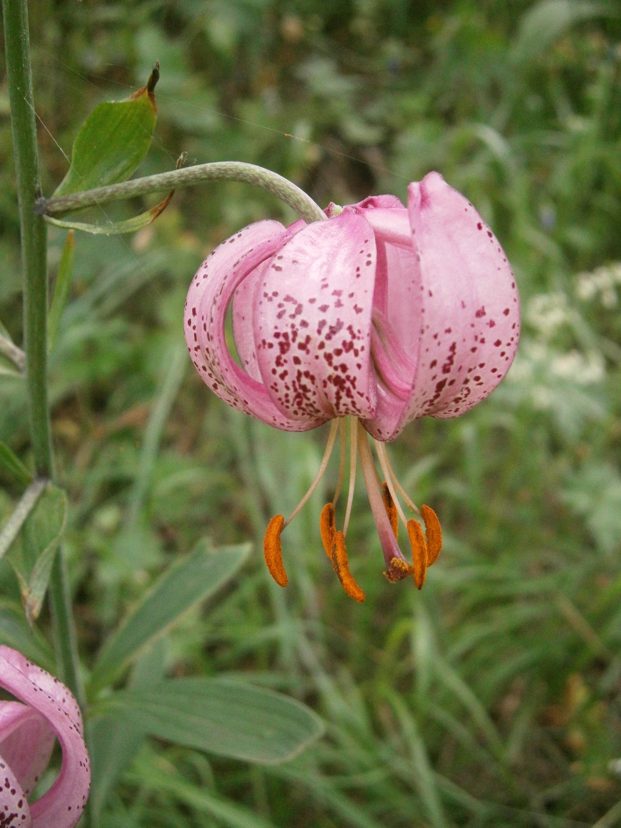 Lys (Lilium) en gros plan, plante mortelle pour le chat en cas d'ingestion