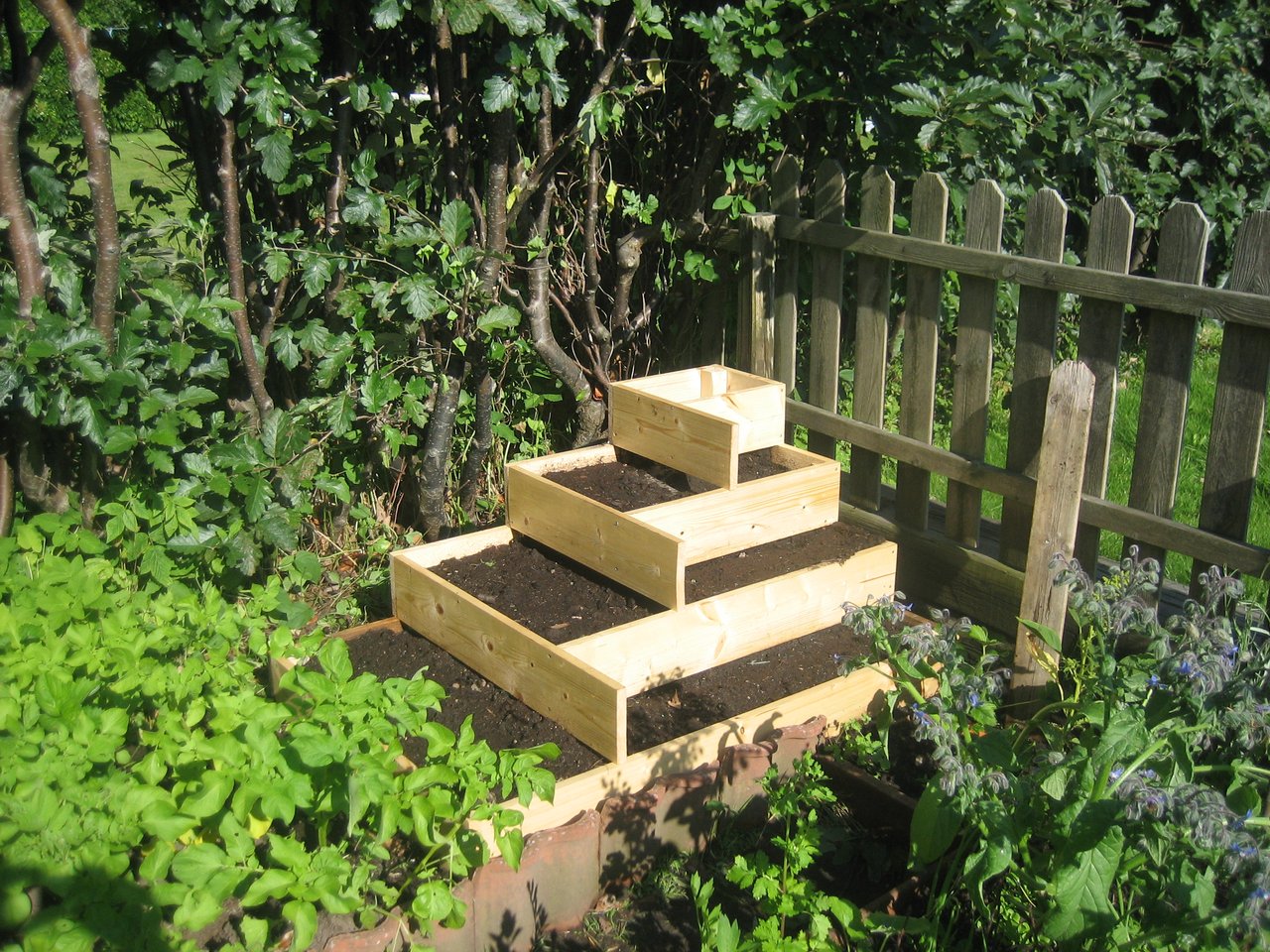 Potager surélevé en planches de bois, hauteur d'environ 60 cm permettant le travail debout sans se baisser, cultures denses en pleine saison.