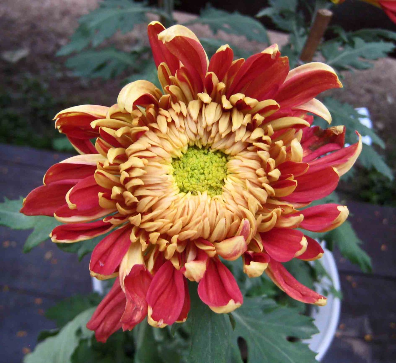 Fleur de chrysanthème orange aux pétales serrés