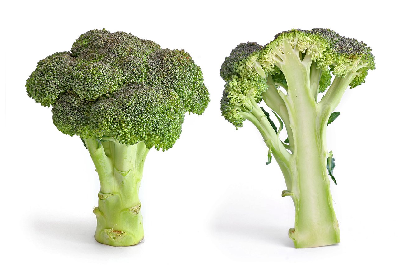 Tete de brocoli (Brassica oleracea var. italica) en culture, recolte d'automne issue d'un semis de juillet
