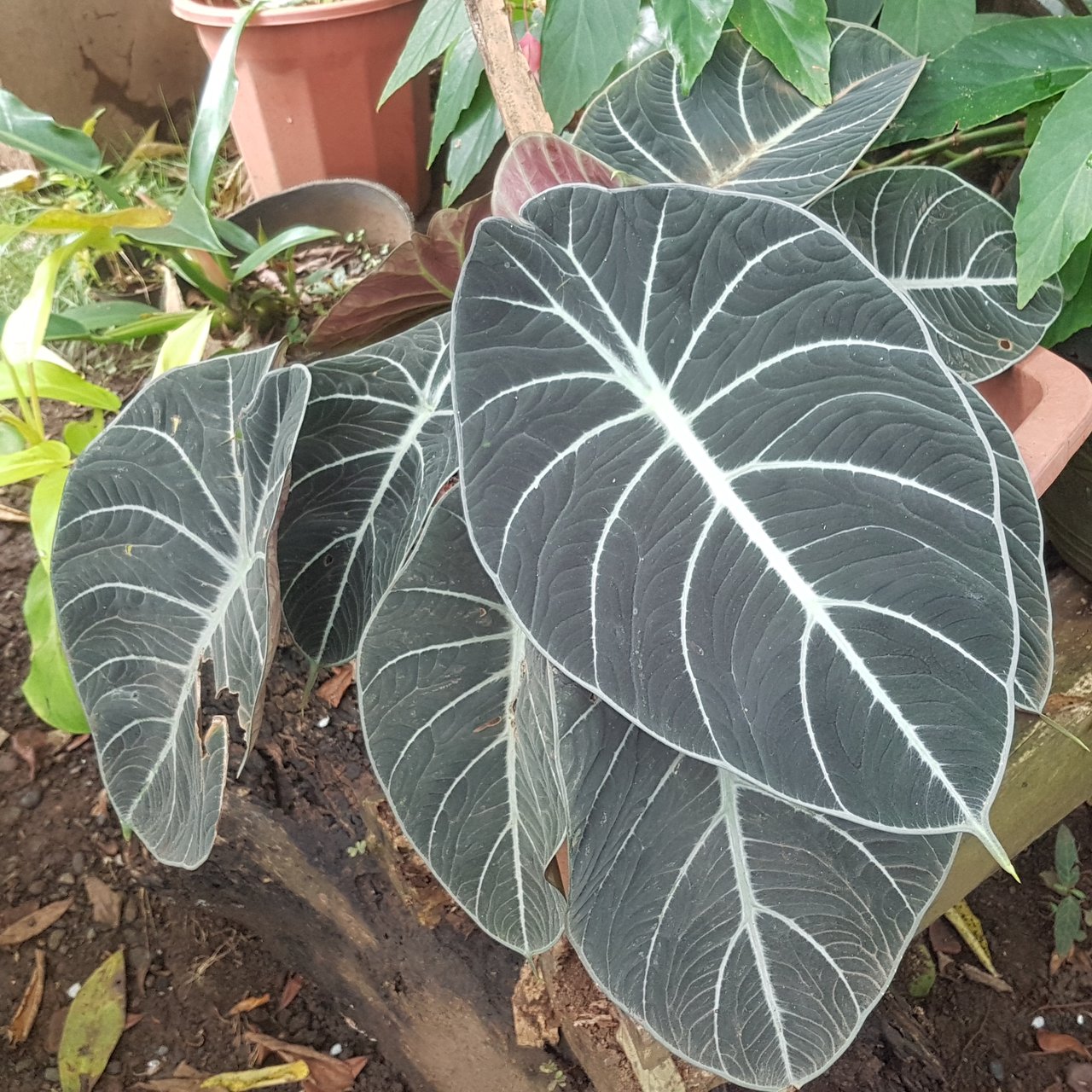 Feuilles épaisses noir velours de l'alocasia reginula aux nervures argentées