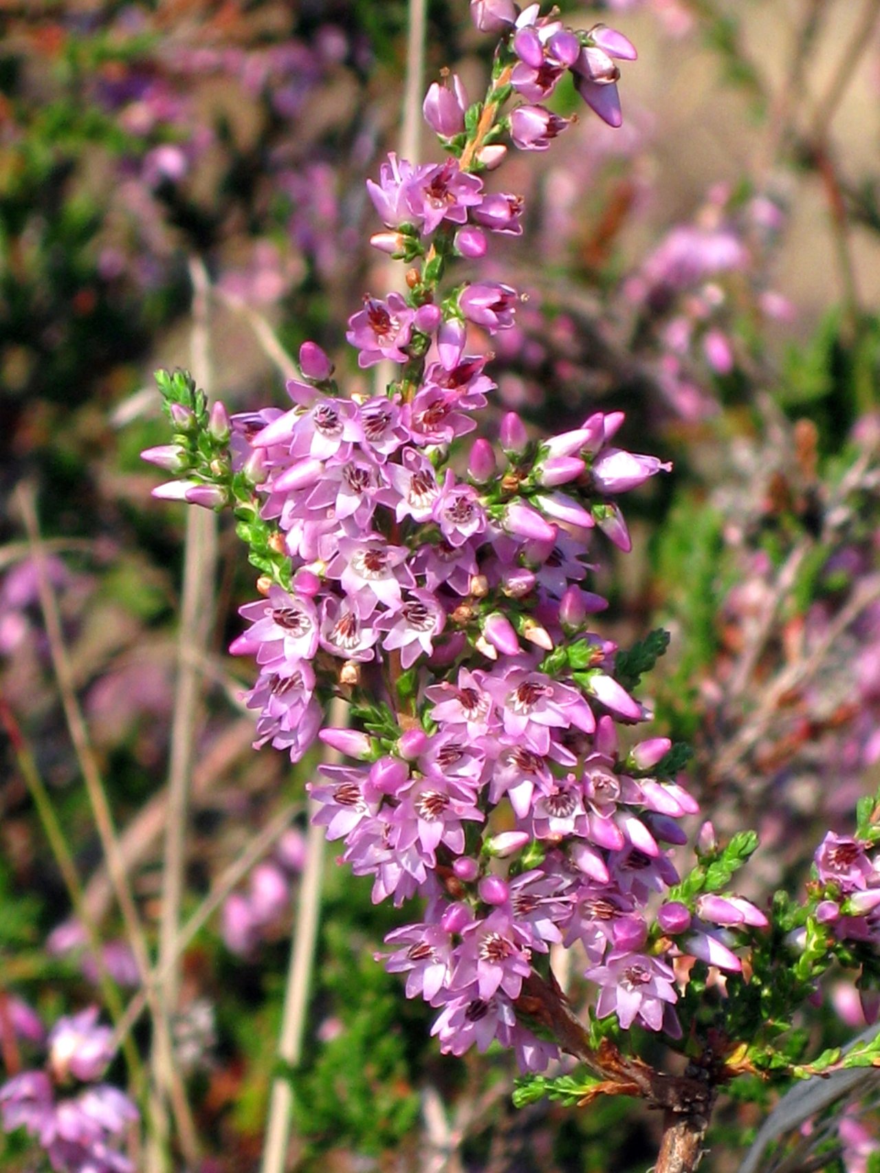 Petites clochettes mauves de callune en floraison serrée