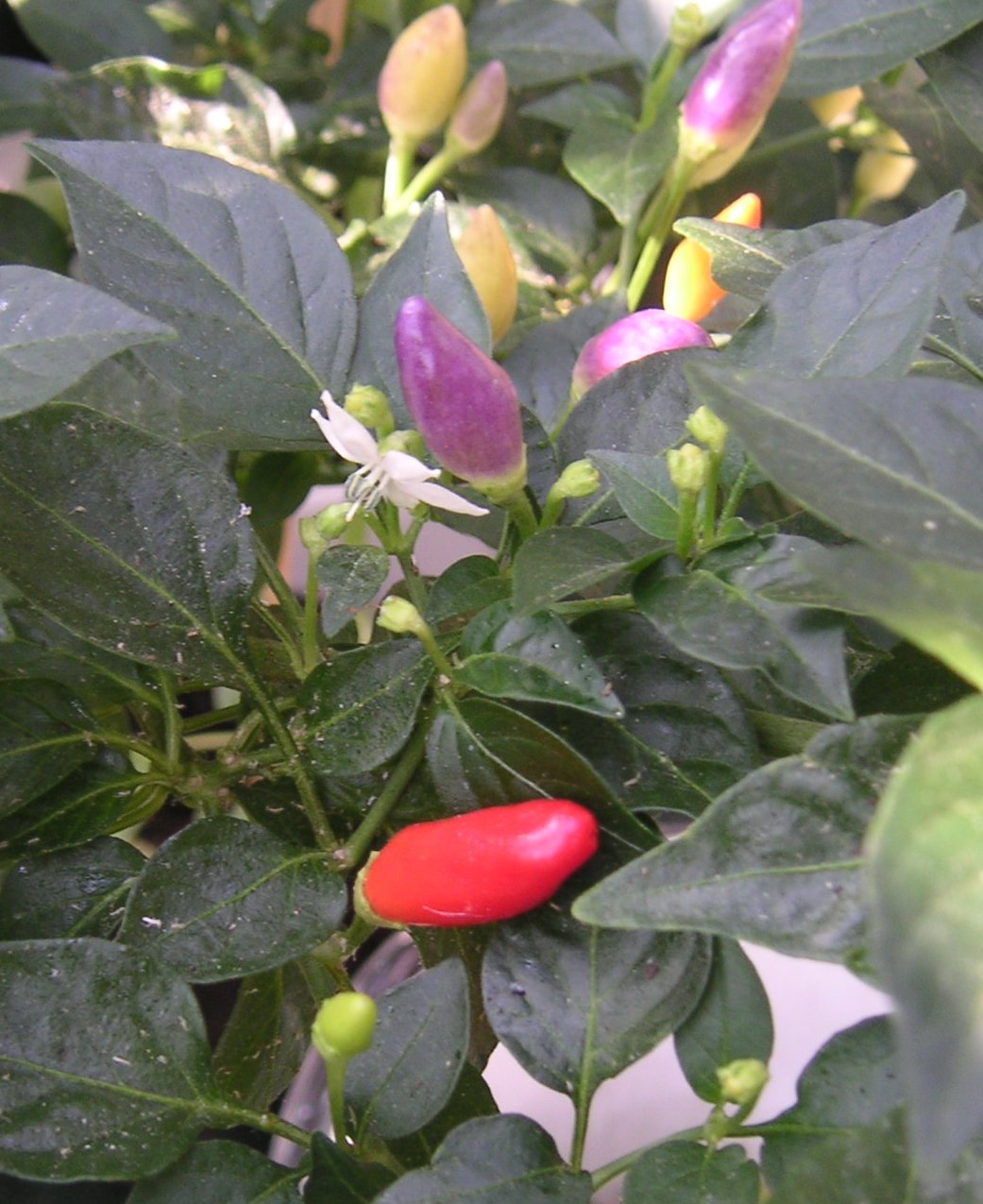 Fruits colorés violets et orangés de piment d'ornement sur la plante