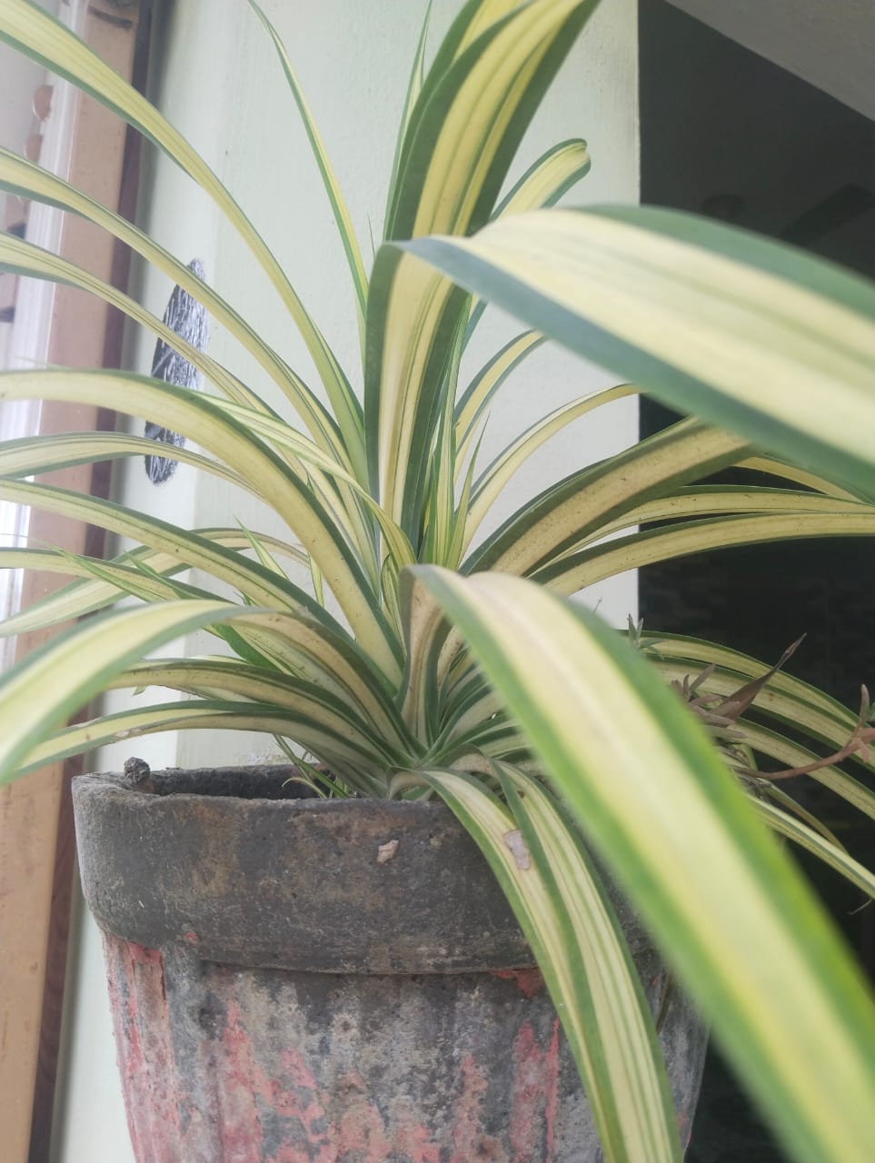 Plante araignée aux feuilles arquées vertes et crème en pot