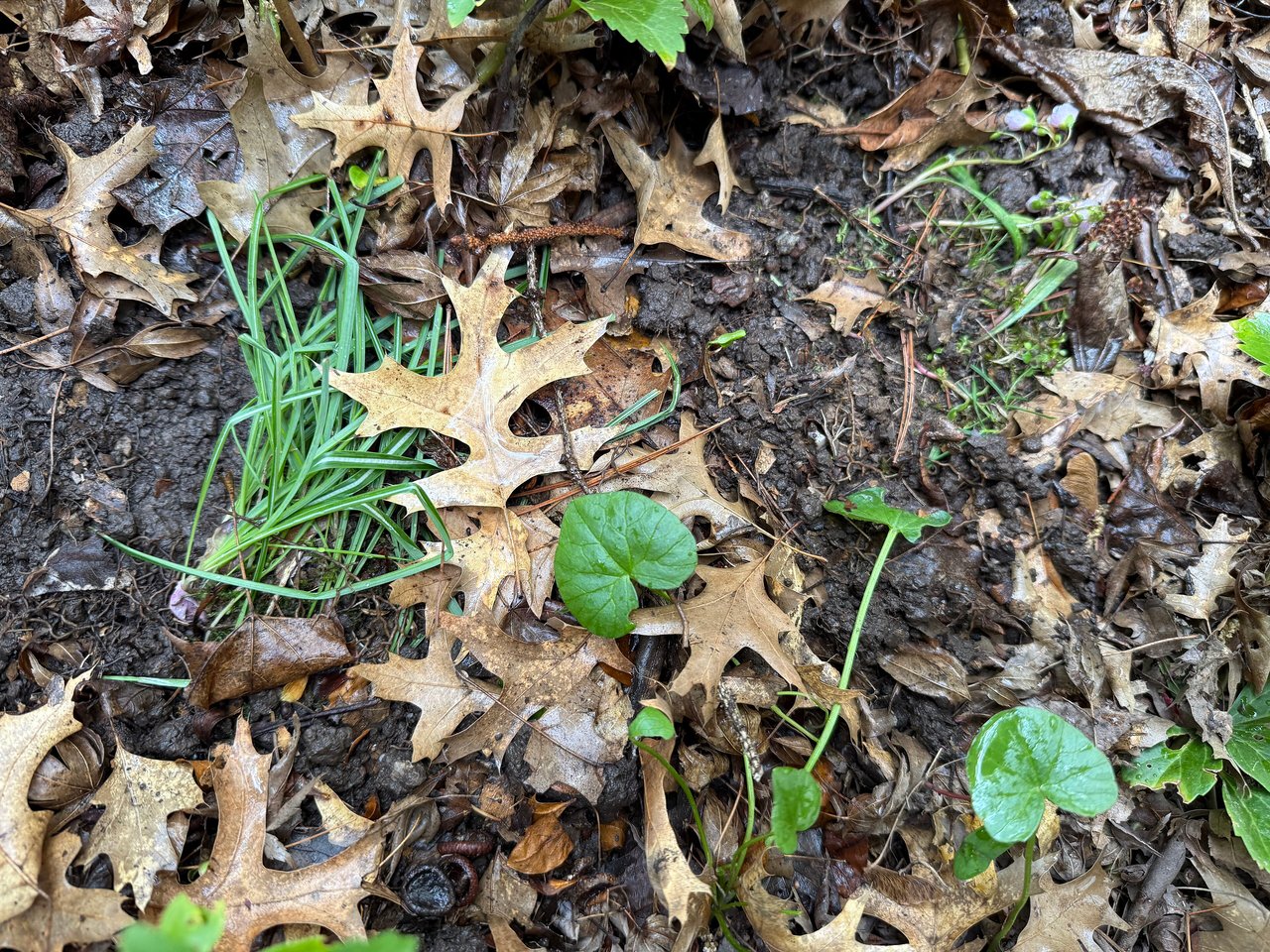 Sol nu d'un massif de la première année vu de très près : une touffe de graminée levée spontanément occupe le vide entre deux jeunes plants aux feuilles rondes, au milieu des feuilles mortes et de la terre humide