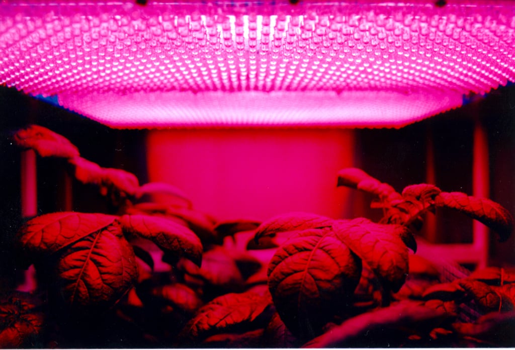 Záhradnícky LED panel nad zelenou stenou, prídavné osvetlenie na dosiahnutie 800 luxov pri päte