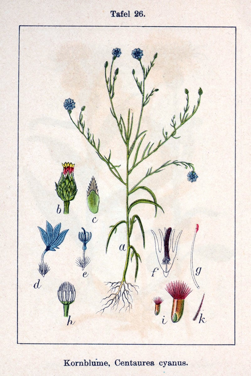 Planche botanique de Centaurea cyanus L. (Kornblume) gravée par Johann Georg Sturm d'après Jacob Sturm vers 1796 : détail morphologique exhaustif du capitule, des feuilles linéaires-lancéolées et de la racine pivotante de la fleur messicole