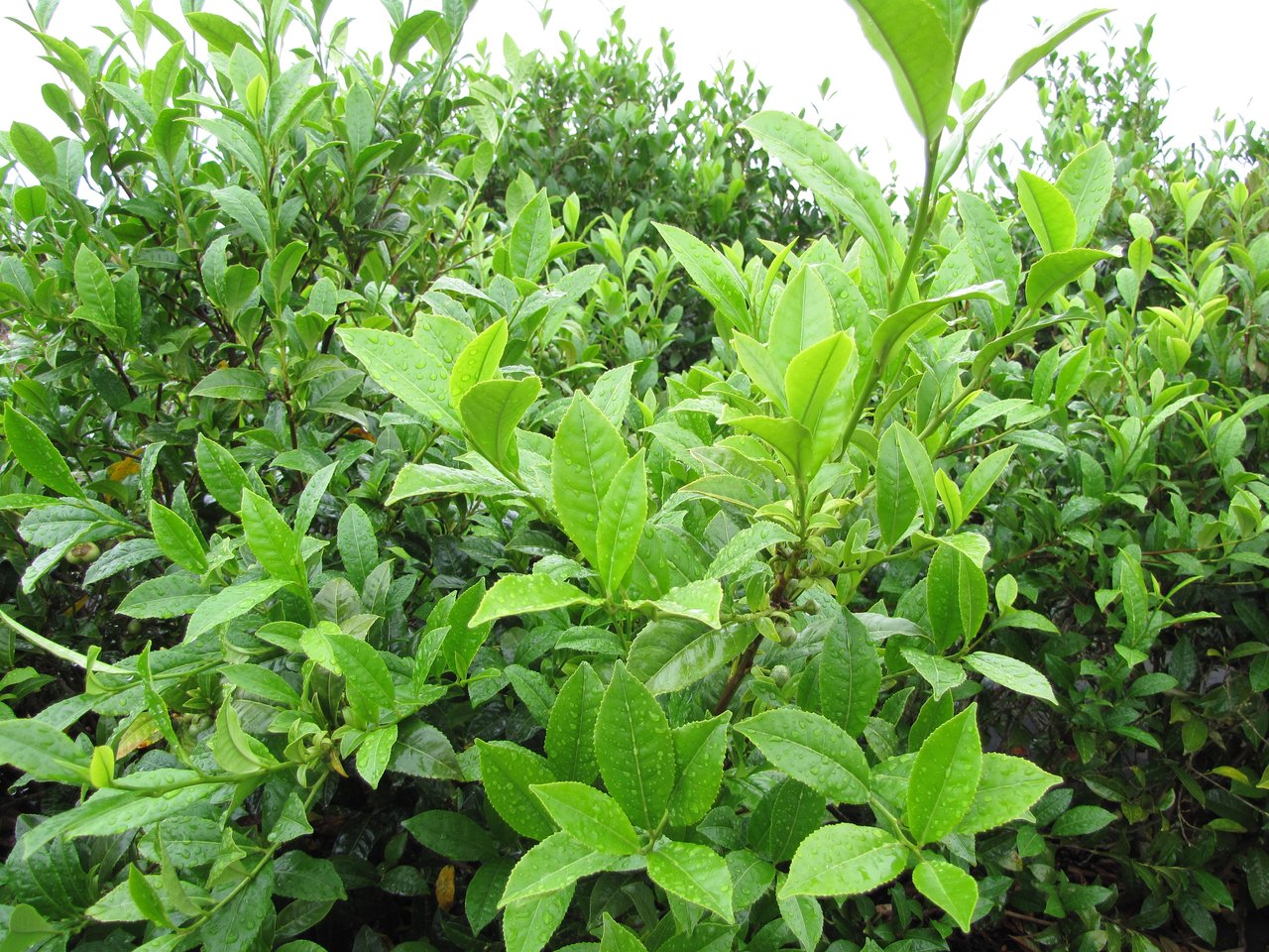 Feuilles de Camellia sinensis (théier) à la Kula Agriculture Station de Maui, la cousine économique du camélia ornemental dont les feuilles donnent thé vert, noir, blanc et oolong.