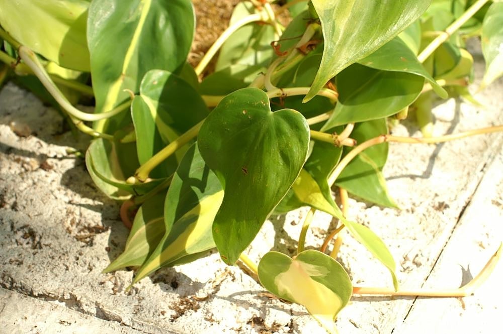Feuillage panaché jaune et vert du philodendron Brasil