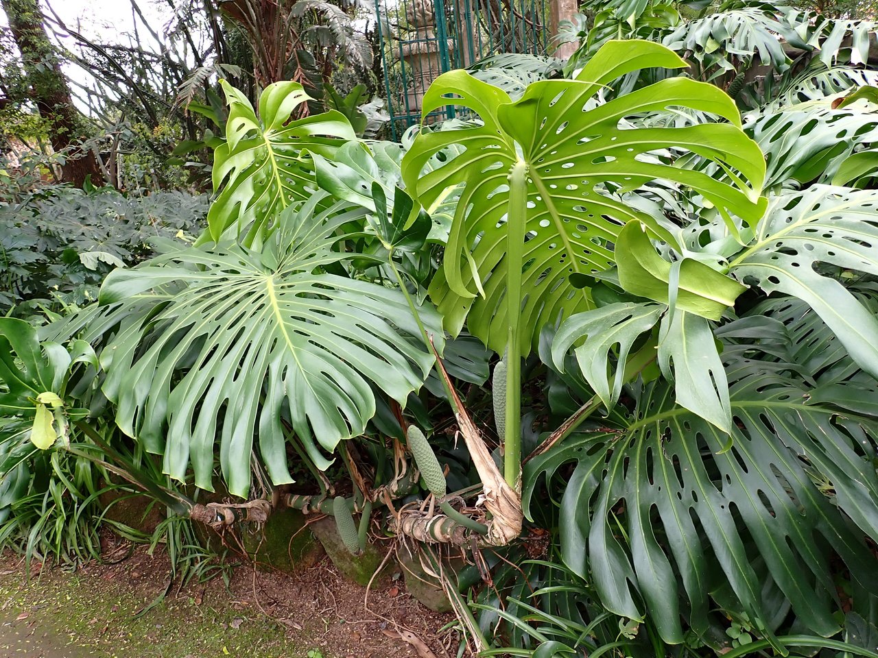 Grandes feuilles découpées d'un monstera