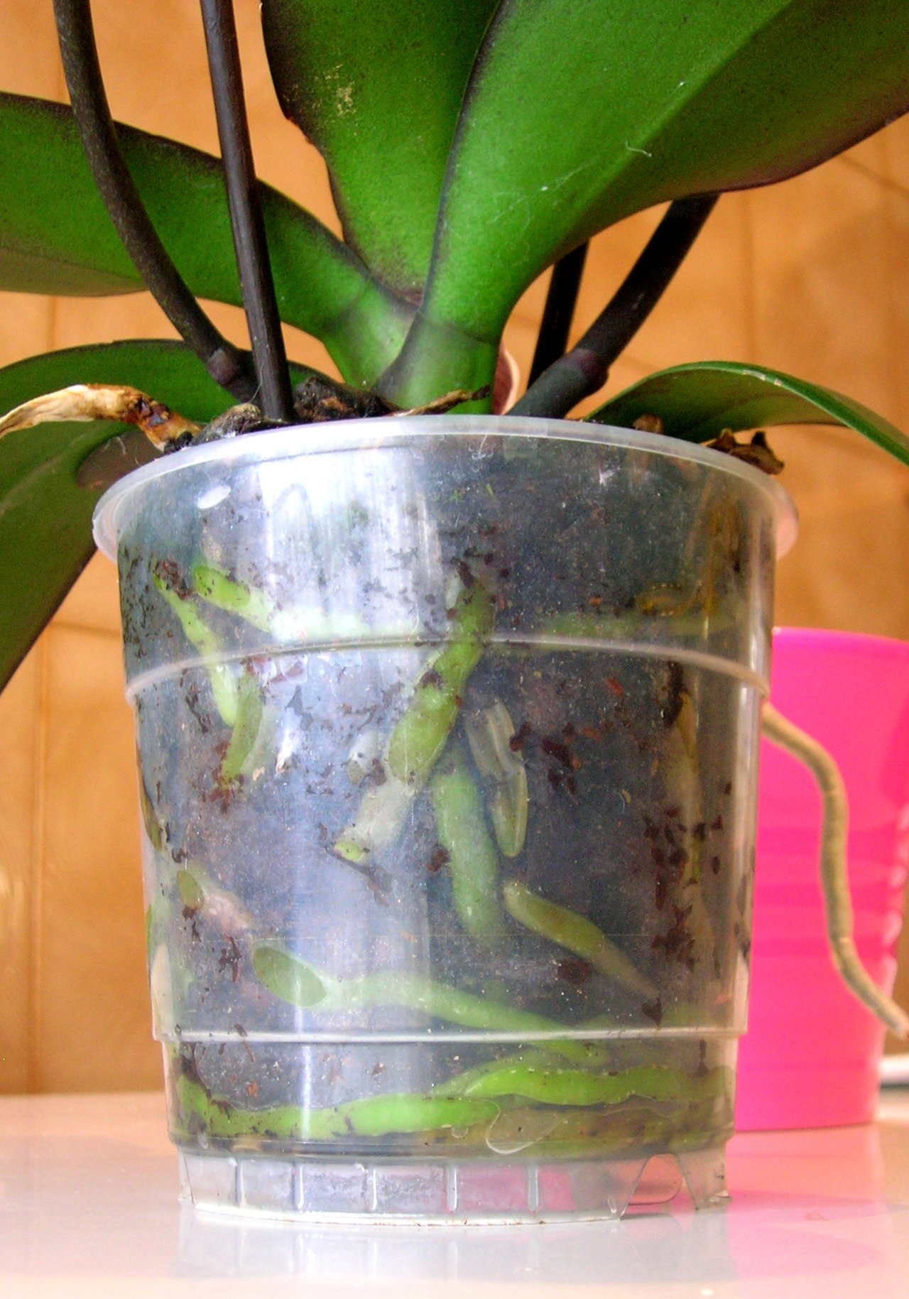 Orchidej Phalaenopsis v průhledném květináči, viditelné stříbřitě zelené vzdušné kořeny, růžový květ v pozadí
