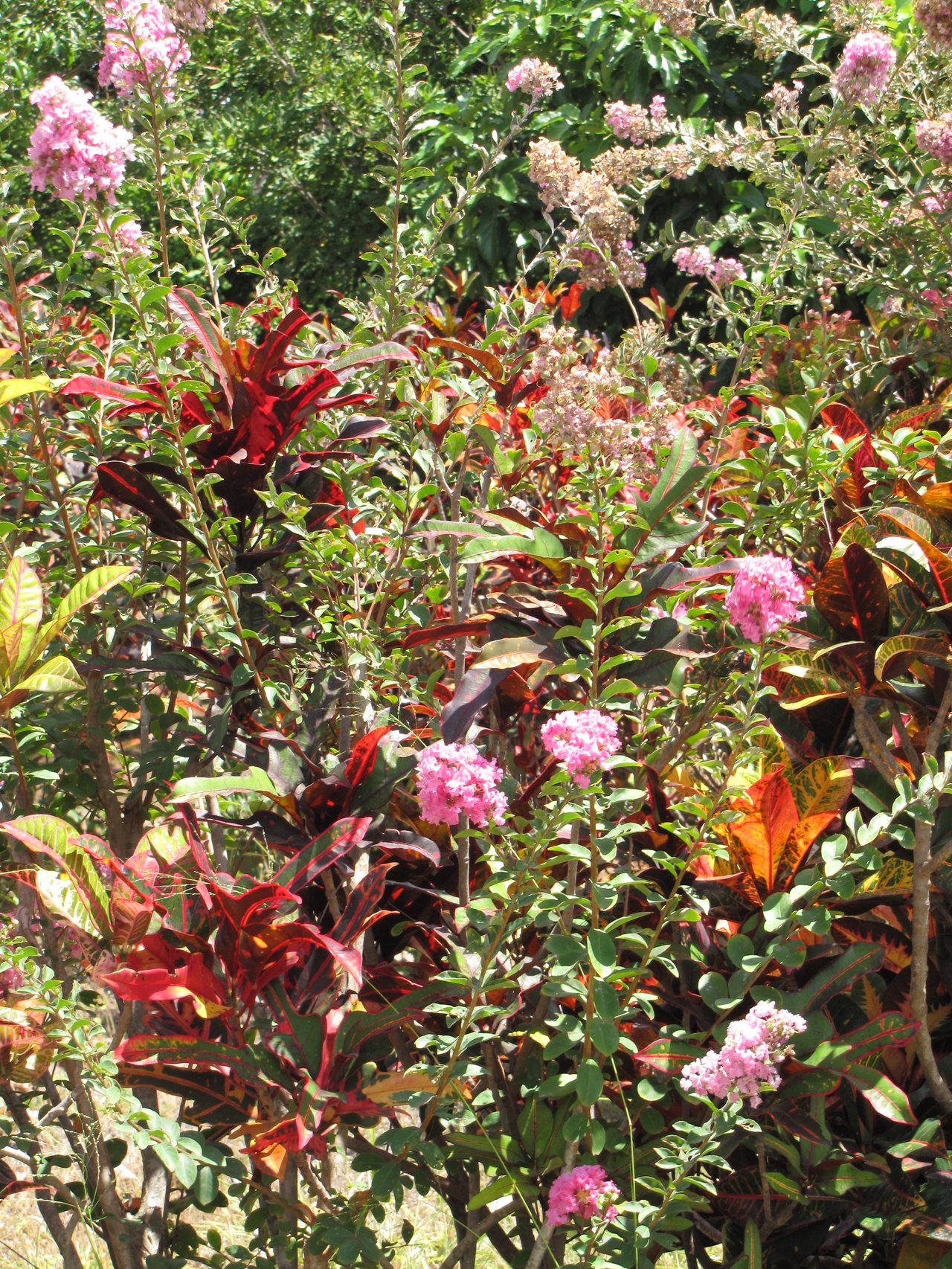 Lilas des Indes en fleurs, arbuste couvert de panicules roses sous le soleil