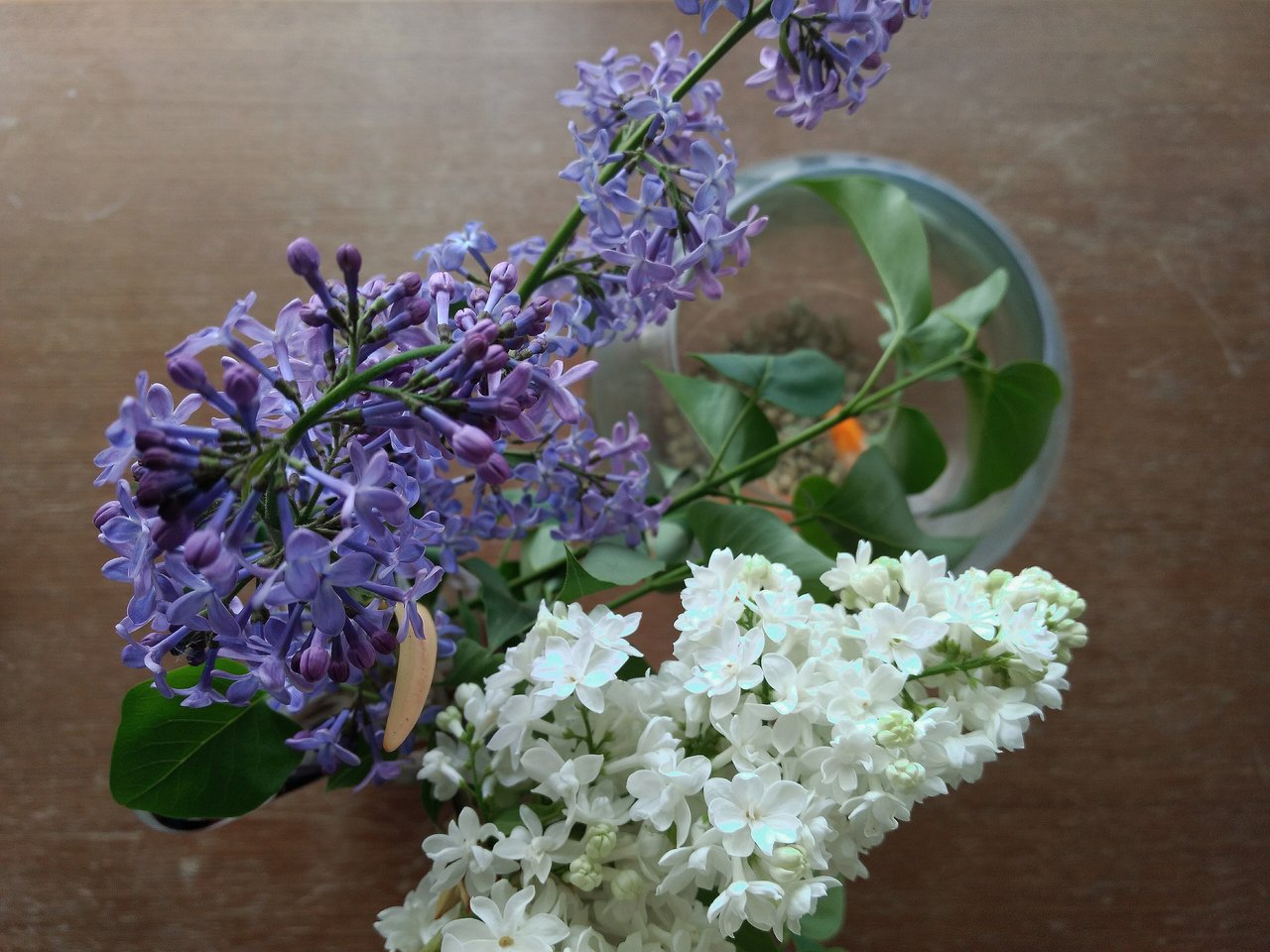 Lilas mauve et lilas blanc côte à côte sur un même arbuste, comparaison des deux teintes de Syringa vulgaris