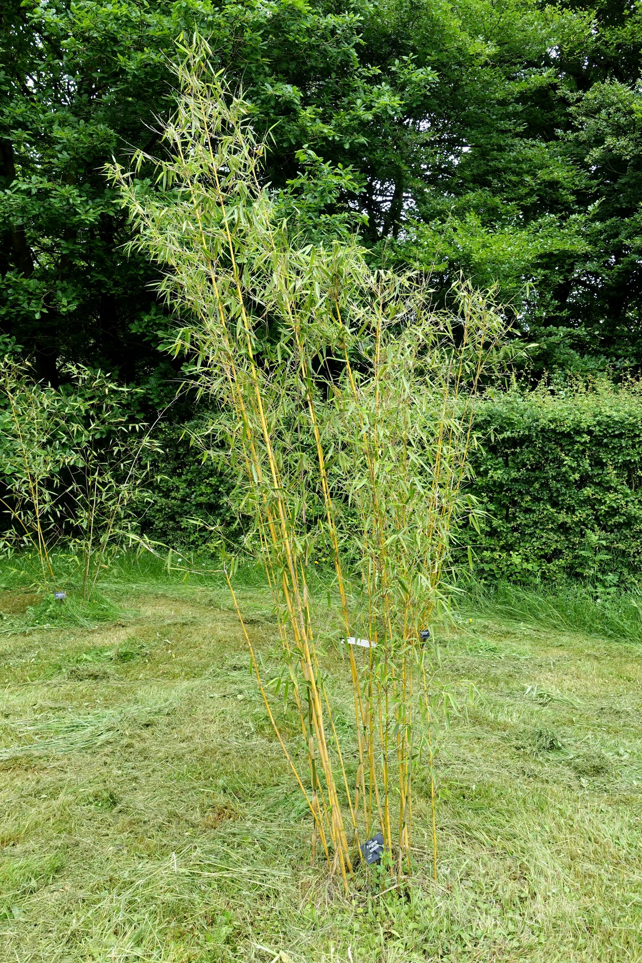 Touffe dense de bambou cespiteux Fargesia robusta au feuillage retombant
