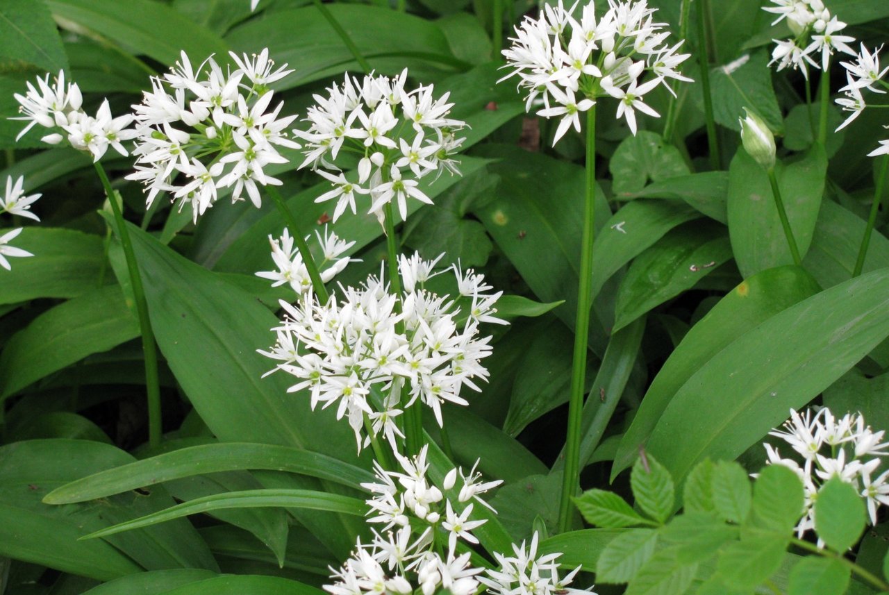 Feuilles vertes lancéolées d'ail des ours (Allium ursinum) en sous-bois, surface mate non gainante
