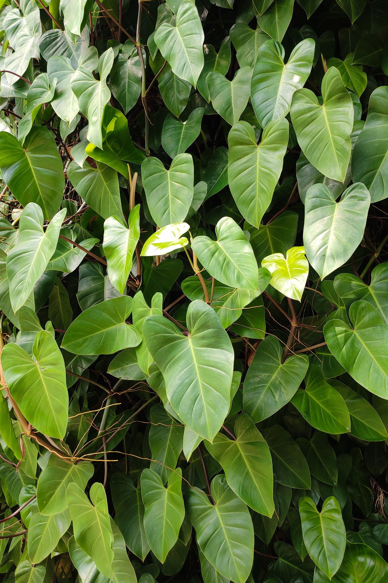 Tiges retombantes de philodendron grimpant au feuillage en cœur