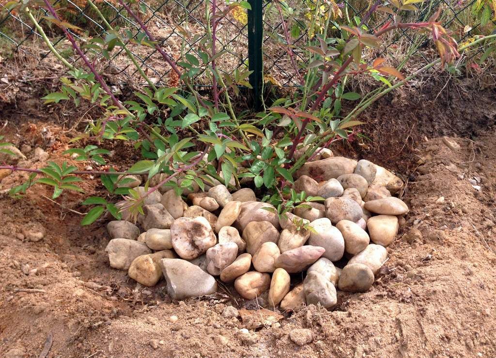 Paillage minéral lithique en pierres claires utilisé pour limiter la levée des adventices