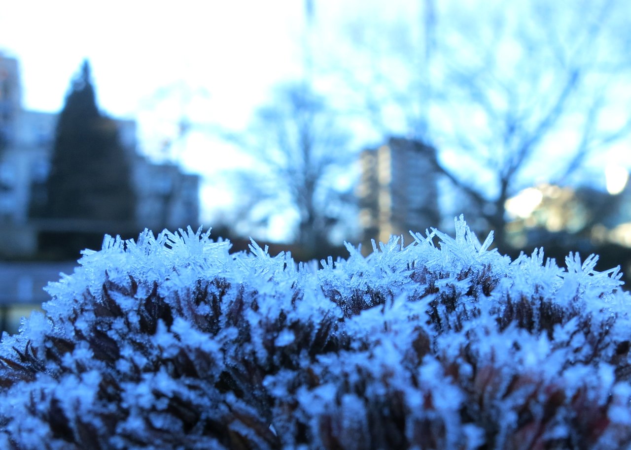 Givre matinal sur un potager communautaire au printemps, illustrant le risque de gelée tardive avant les Saints de glace