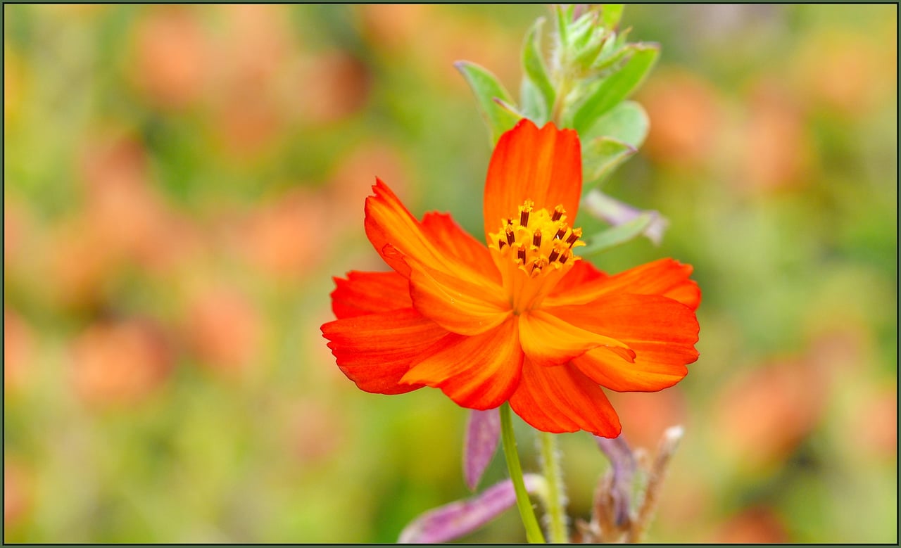 Fleur de cosmos sulfureux orange sur tige fine