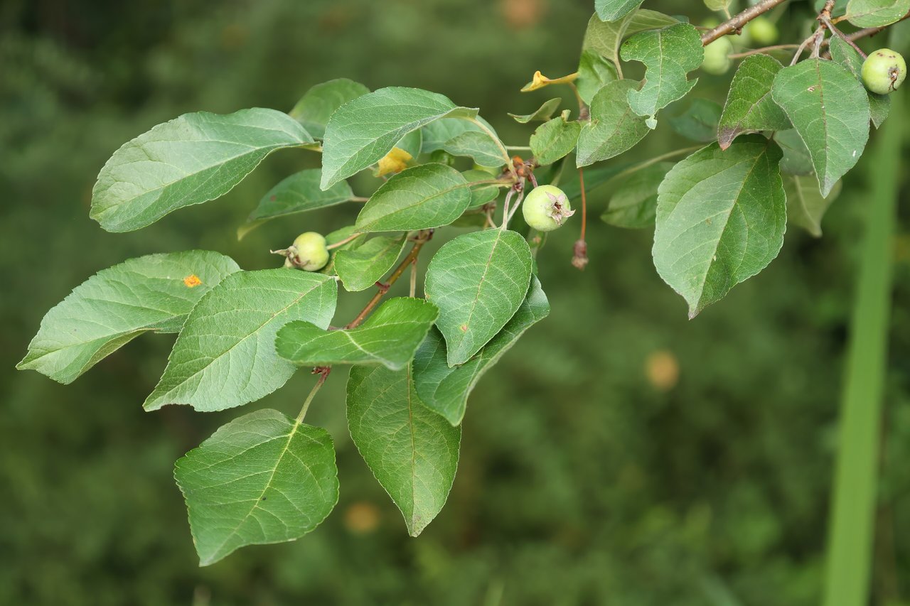Pommier d'ornement couvert de petits fruits rouge orangé sur fond de ciel