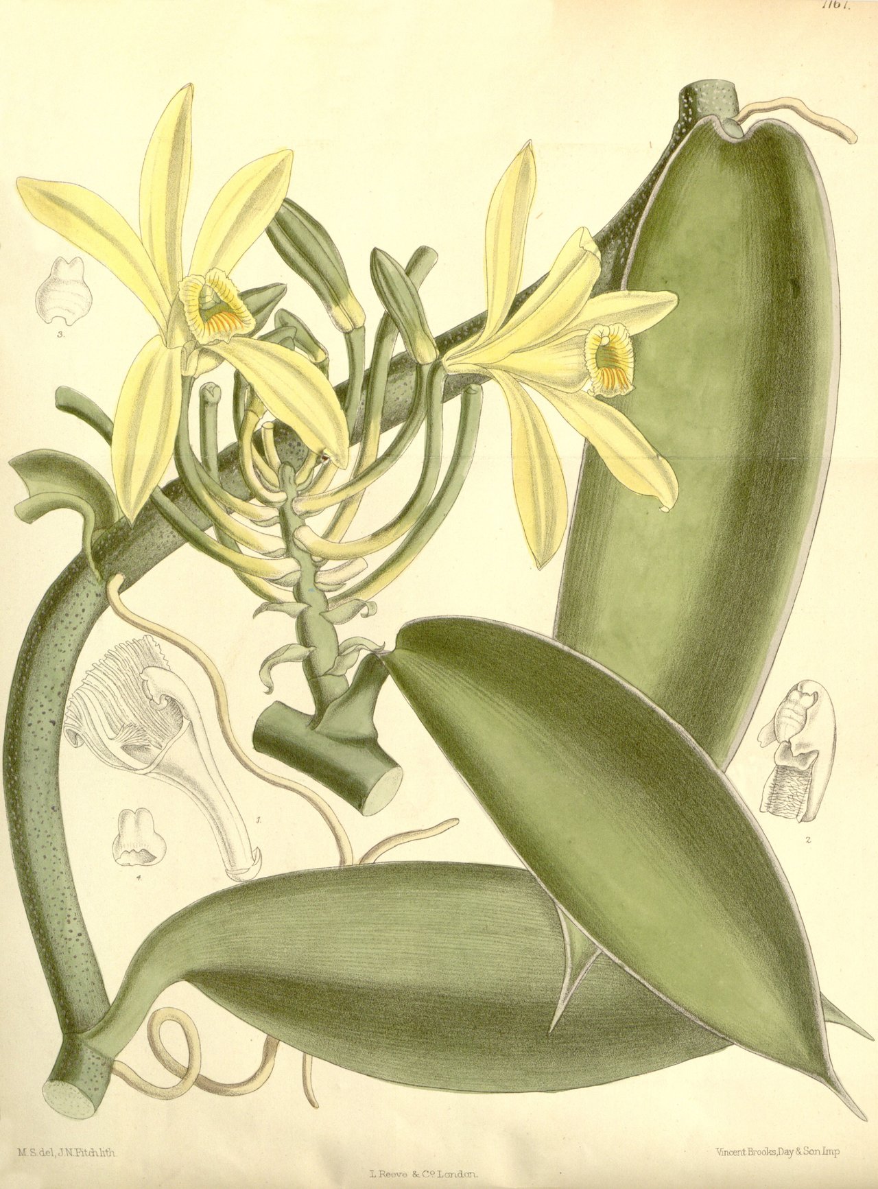 Vanilla planifolia, planche 7167 Curtis's Botanical Magazine 1891 (Matilda Smith del., John N. Fitch lith.), liane, fleur et gousse de la seule orchidée cultivée pour usage alimentaire