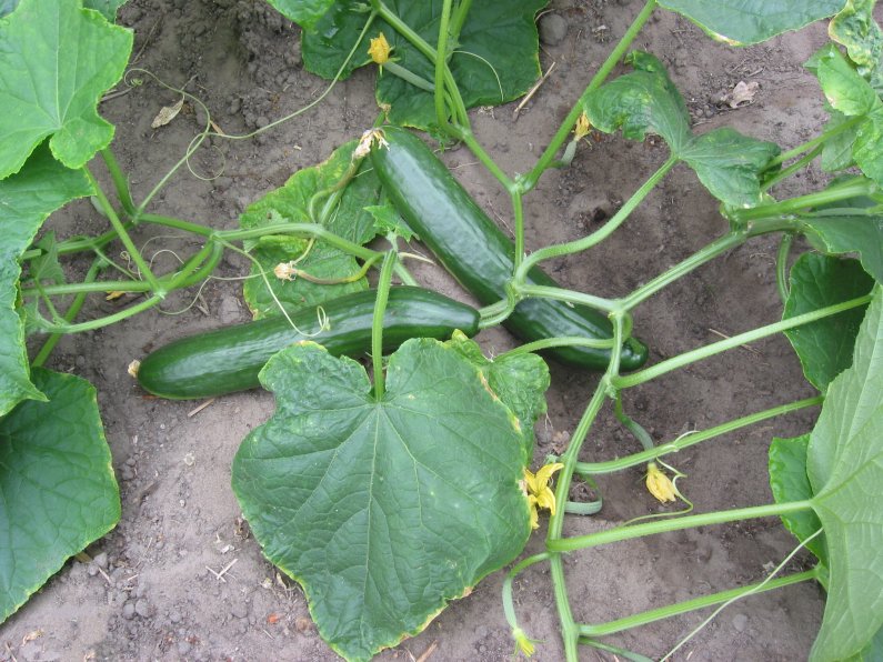 Concombre vert foncé (Cucumis sativus) pendant d'un palissage en début d'été