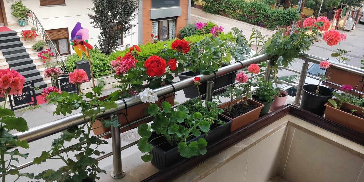 Celý balkon osázený truhlíky s muškátem převislým Pelargonium peltatum v červené, růžové a bílé v štědré kaskádě, jižní orientace