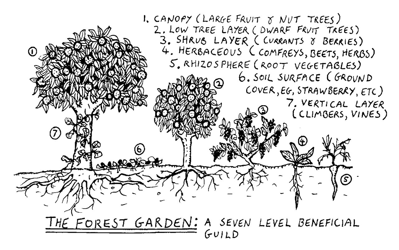 Schéma des sept strates verticales d'un jardin-forêt selon Robert Hart : canopée, sous-canopée, arbustive, herbacée, couvre-sol, grimpante, racinaire