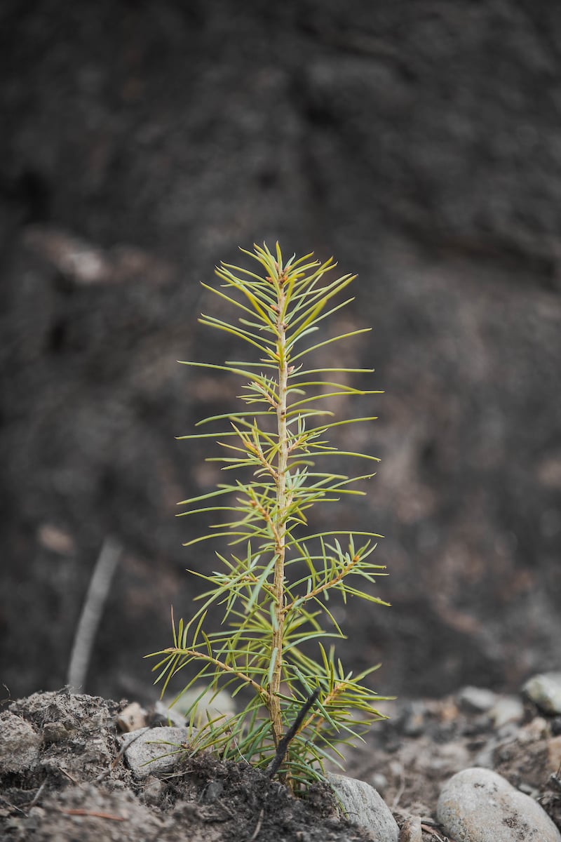 Jeune plant feuillu sur sol paillé, illustrant l'année 1 d'un calendrier d'installation de jardin-forêt