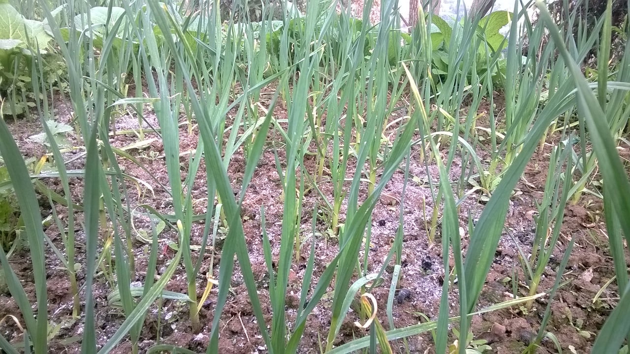 Champ d'ail (Allium sativum) en culture, contre-exemple : l'ail se plante à l'automne ou en février, jamais en mai