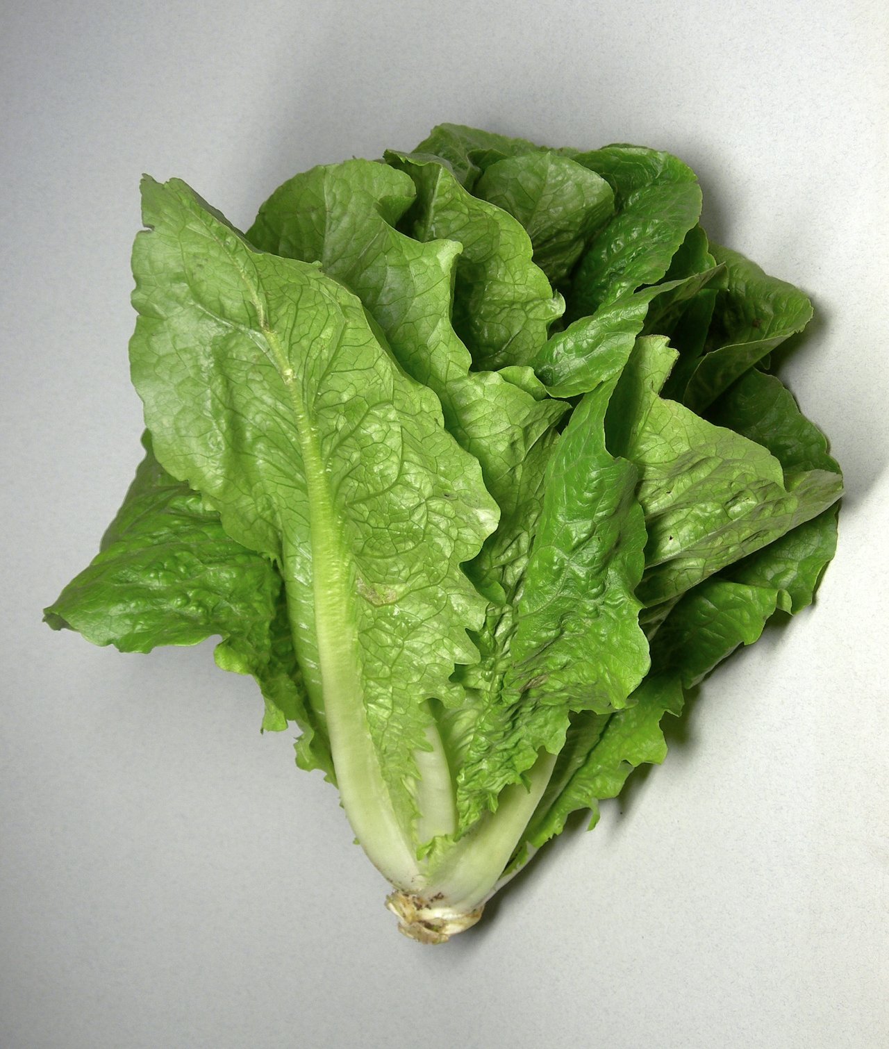 Plant de laitue (Lactuca sativa) en culture, feuilles tendres, semis estival a mi-ombre pour recolte d'automne