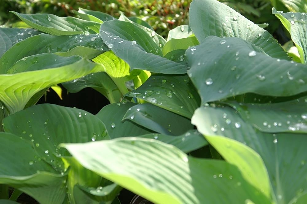 Touffe de hosta au large feuillage bleu-vert gaufré, plante de feuillage pour l'ombre