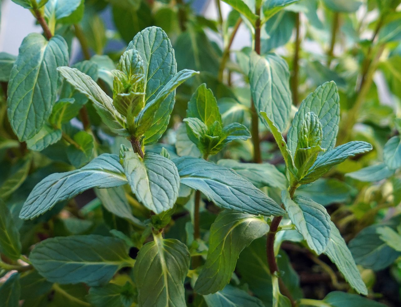 Feuilles de menthe verte fraîches et nervurées