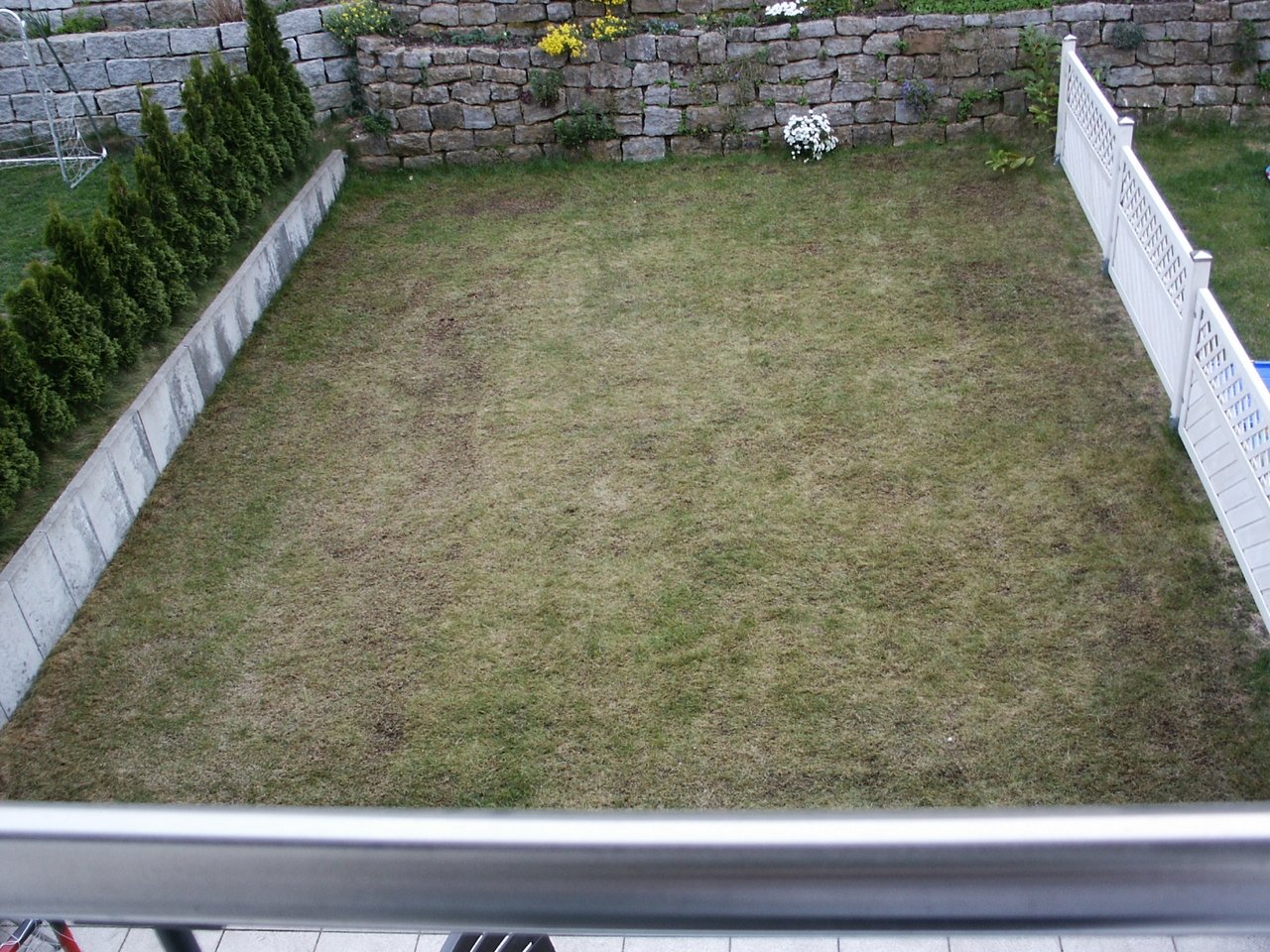 Pelouse nettoyée, fertilisée et ressemée en cours de reprise