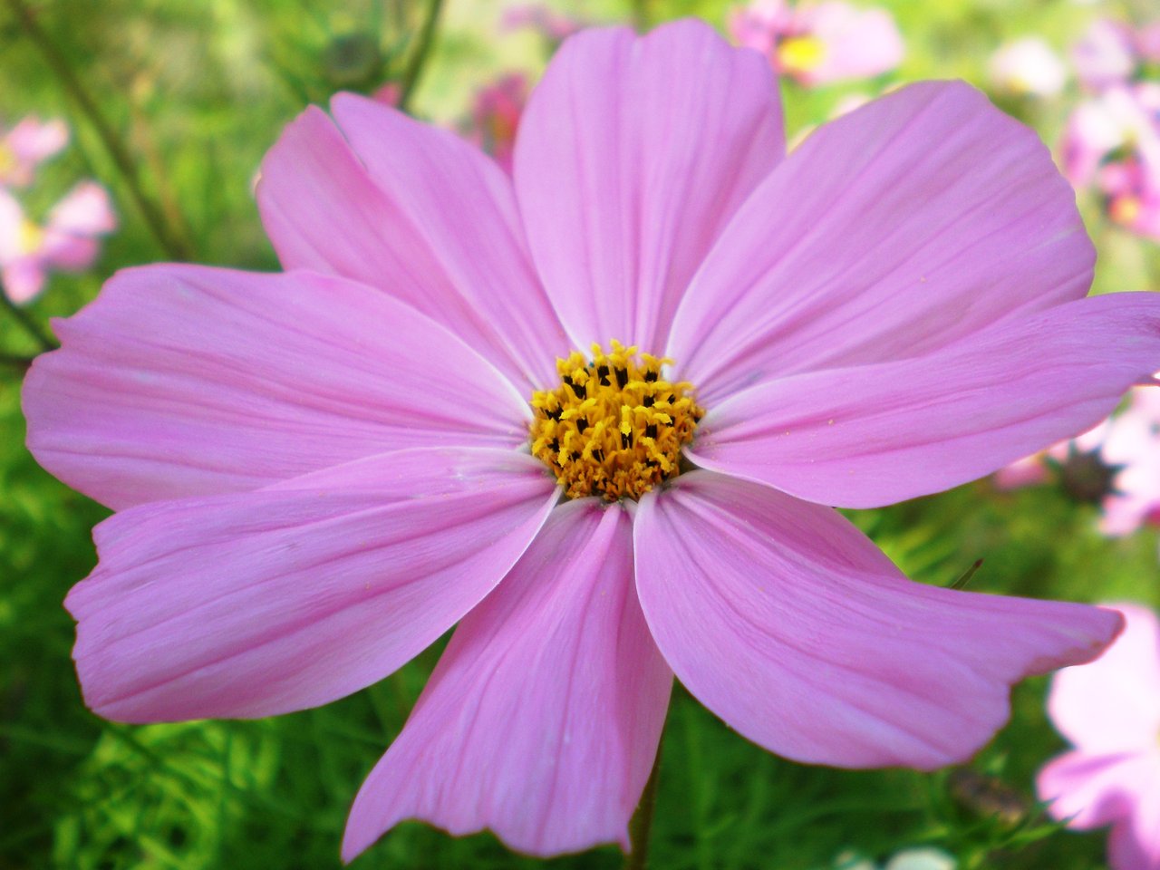 Fleur de cosmos bipenné (Cosmos bipinnatus) rose, annuelle d'été à semer en pleine terre en mai