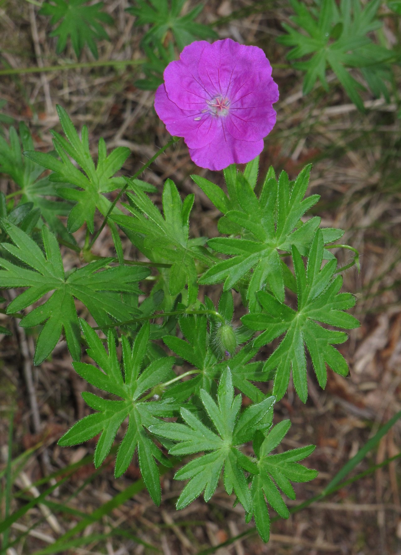 Fleur magenta à cinq pétales de géranium vivace sanguin (Geranium sanguineum) au-dessus d'un feuillage finement découpé