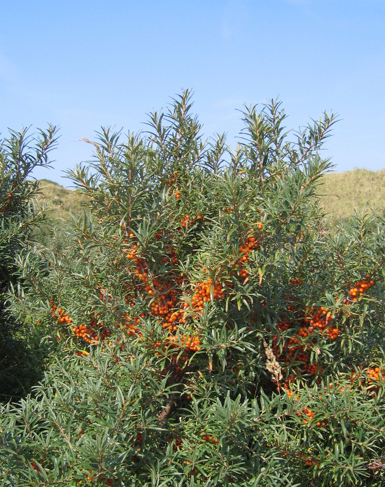 Argousier (Hippophae rhamnoides) en pleine fructification : baies orangées riches vitamine C, récolte automnale du jardin-forêt