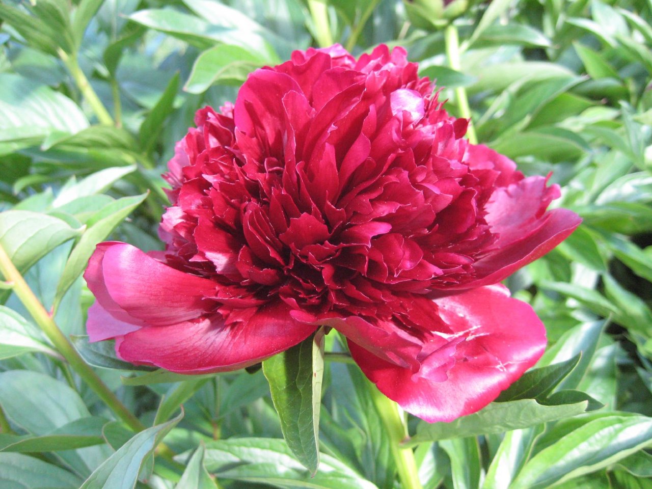 Paeonia lactiflora 'Red Charm' (Glasscock 1944), cultivar rouge profond de la pivoine signification passion et honneur