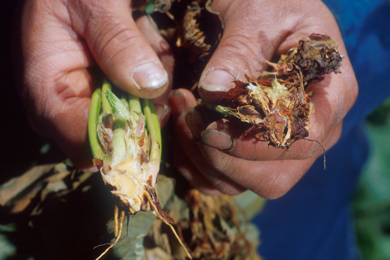 Deux couronnes de fraisier ouvertes dans les mains, celle de gauche ferme et claire avec des pétioles verts, celle de droite entièrement brunie et desséchée par la verticilliose