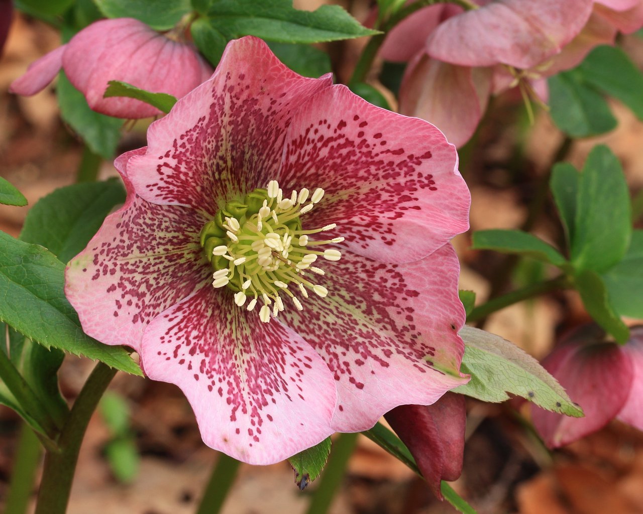 Fleur retombante de l'hellébore oriental, rose de Carême, à la floraison de fin d'hiver